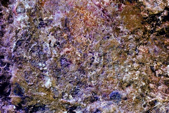 A 145D